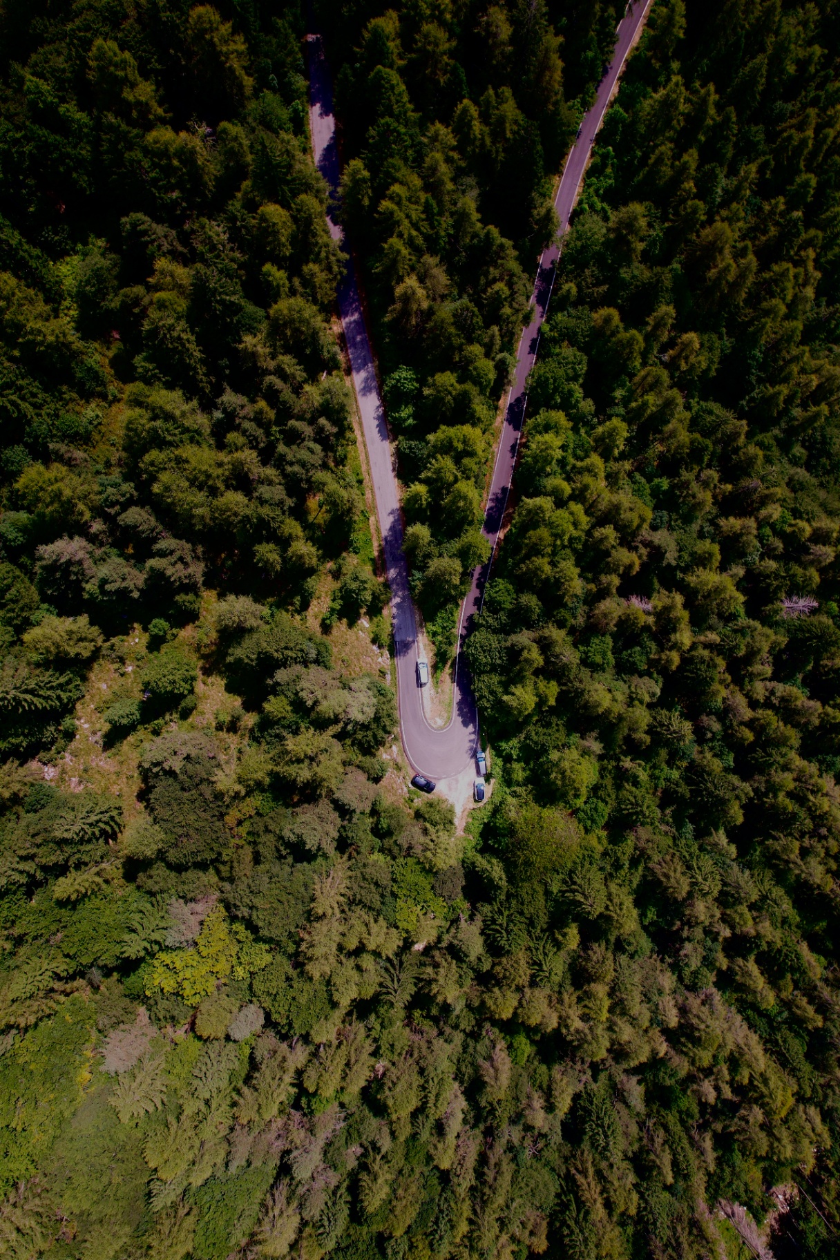 Strada di montagna immersa nel bosco vista dall'alto